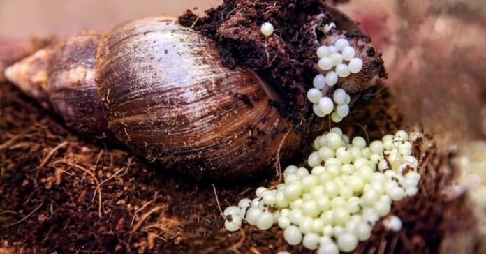 A Comprehensive Guide to Snail Egg