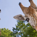 Zooskooñ: Exploring the Mystical Buzz Around This Viral Sensation