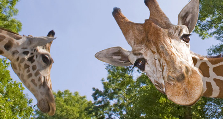 Zooskooñ: Exploring the Mystical Buzz Around This Viral Sensation